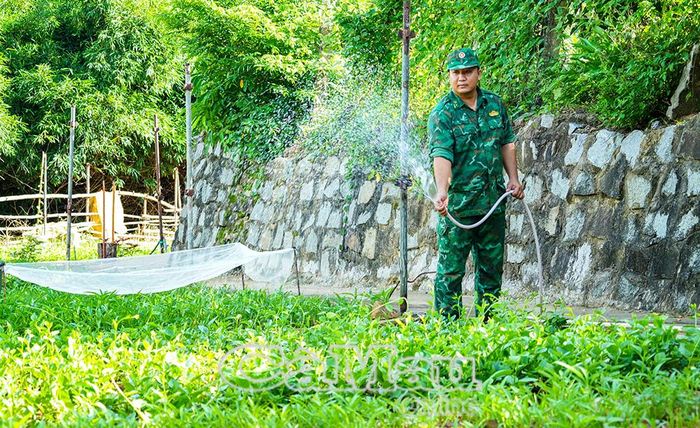Nhờ đơn vị chủ động dự trữ nước mưa, nguồn nước để phục vụ sinh hoạt, tưới tiêu, nhất là vào mùa khô, luôn đảm bảo.