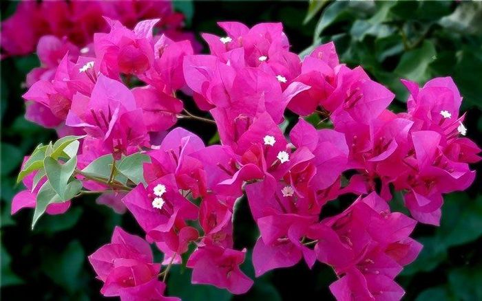Với những ngôi nhà không có sân vườn, ban công hoặc sân thượng là nơi rất phù hợp để trồng Hoa Giấy trong chậu. Ảnh minh họa.