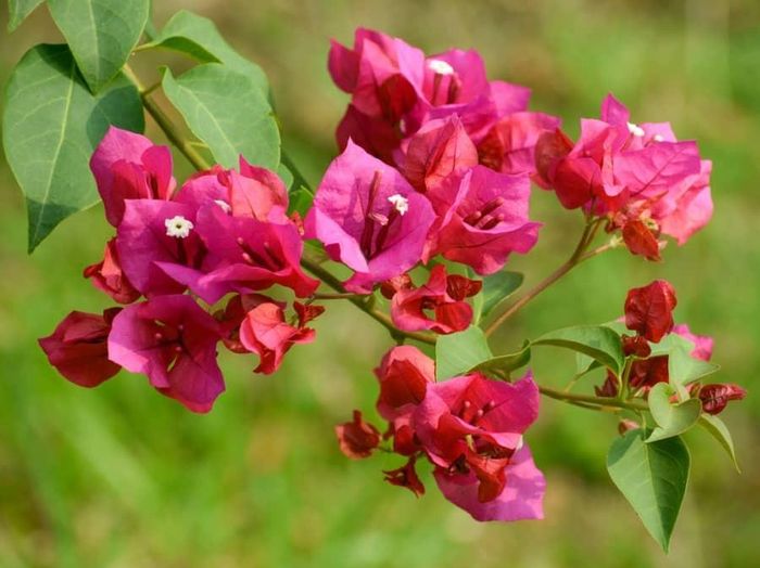 Hoa Giấy là loài tương đối dễ trồng nhưng cần được cung cấp đủ ánh sáng. Ảnh minh họa.
