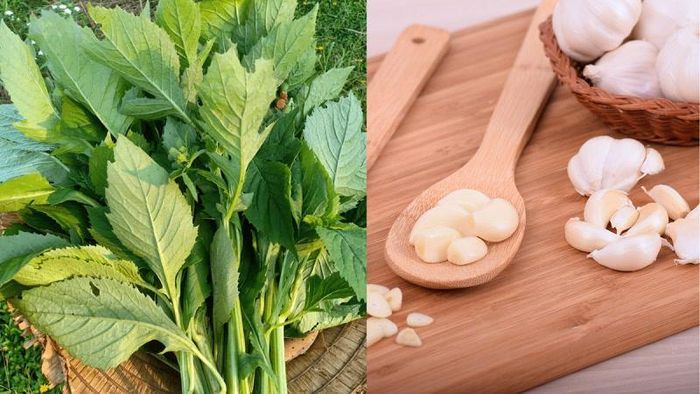 Phần lá và ngọn non của rau tàu bay có thể chế biến thành nhiều món ngon - Ảnh minh hoạ