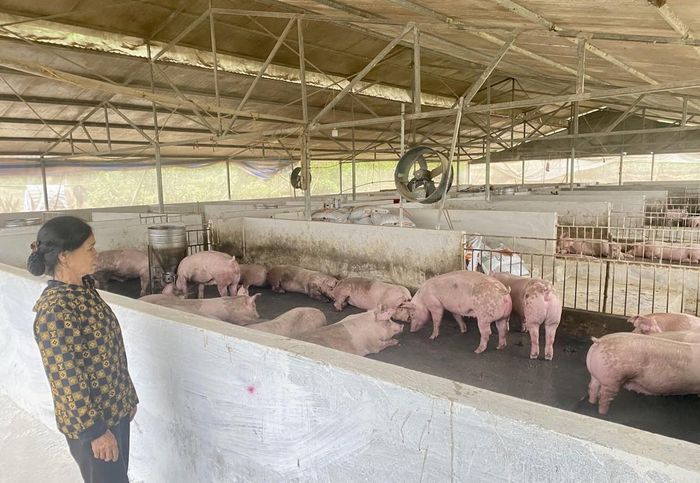 Chăn nuôi lợn, mỗi năm gia đình bà Trần Thị Chung, Tổ dân phố Hoàng Tung, phường Thục Phán xuất chuồng 78 tấn lợn hơi. Ảnh Quốc Sơn.