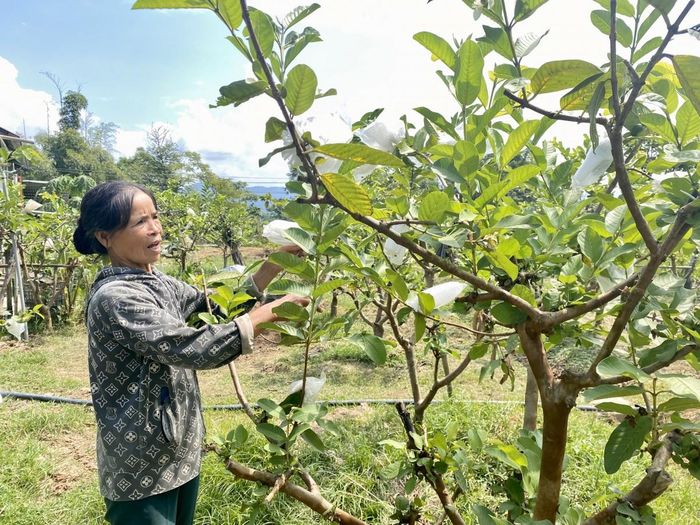 Thu nhập từ vườn ổi 300 cây của gia đình bà Trần Thị Chung, Tổ dân phố Hoàng Tung, phường Thục Phán khoảng 60 triệu đồng mỗi năm. Ảnh Quốc Sơn