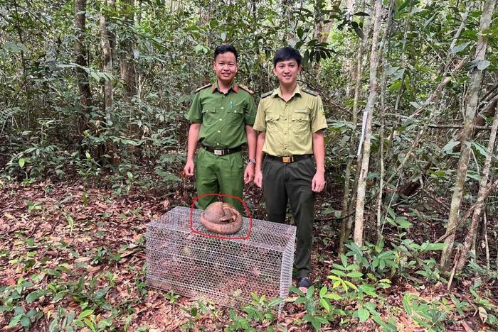 Cá thể tê tê quý hiếm được lực lượng chức năng đưa trở lại môi trường tự nhiên sau khi được cứu hộ, chăm sóc và kiểm tra sức khỏe. Ảnh: CA TP Đồng Nai