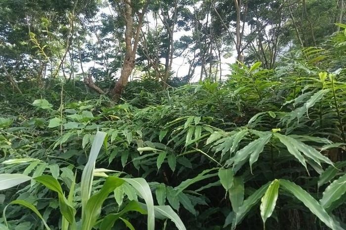 Tận dụng hợp lý không gian dưới tán rừng để phát triển cây dược liệu được kỳ vọng giúp đa dạng nguồn thu mà vẫn duy trì diện tích rừng hiện có.