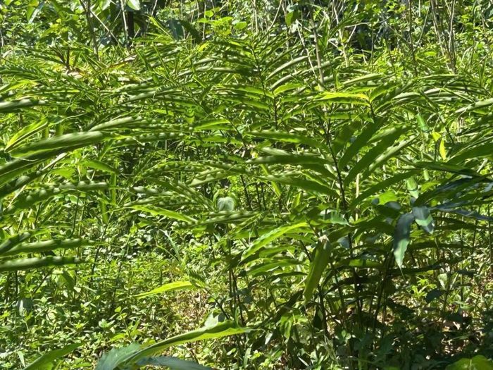 Sa nhân tím trồng dưới tán rừng tại xã Mường Quàng sinh trưởng tốt, tỷ lệ sống cao sau những tháng đầu triển khai mô hình.