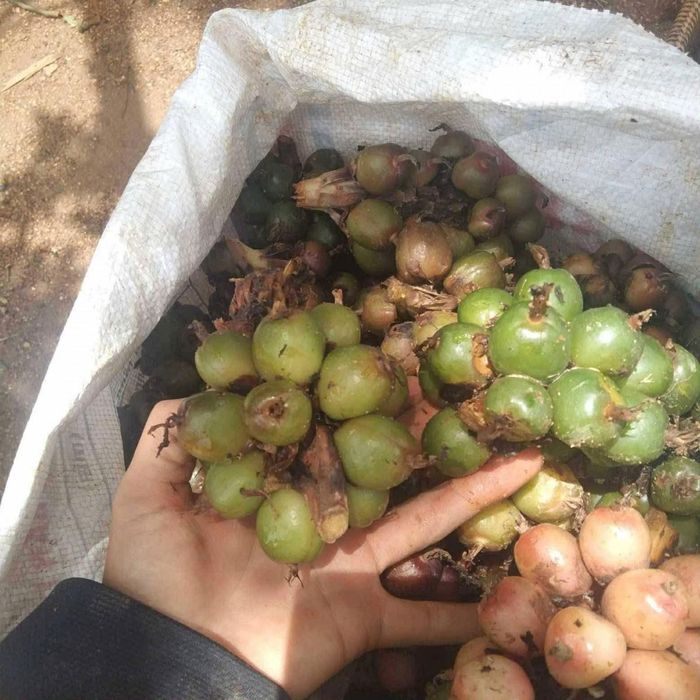 Quả sa nhân sau thu hoạch là nguyên liệu có giá trị trong sản xuất dược liệu, mở thêm cơ hội nâng cao thu nhập cho người dân vùng cao.