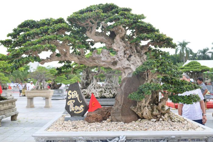 Mỗi tác phẩm là một câu chuyện nghệ thuật riêng biệt, thể hiện triết lý nhân sinh, sự kiên trì và tài hoa của nghệ nhân. Từ những dáng cây cổ thụ uy nghi, vững chãi gợi nhớ đến truyền thống quê hương, đến những chậu bonsai tiểu cảnh tinh tế, thanh thoát mang hơi thở nghệ thuật hiện đại. Sự kết hợp giữa đá, nước, rêu phong và tán cây tạo nên những bức tranh thiên nhiên thu nhỏ đầy sống động, khiến người xem không khỏi trầm trồ.
