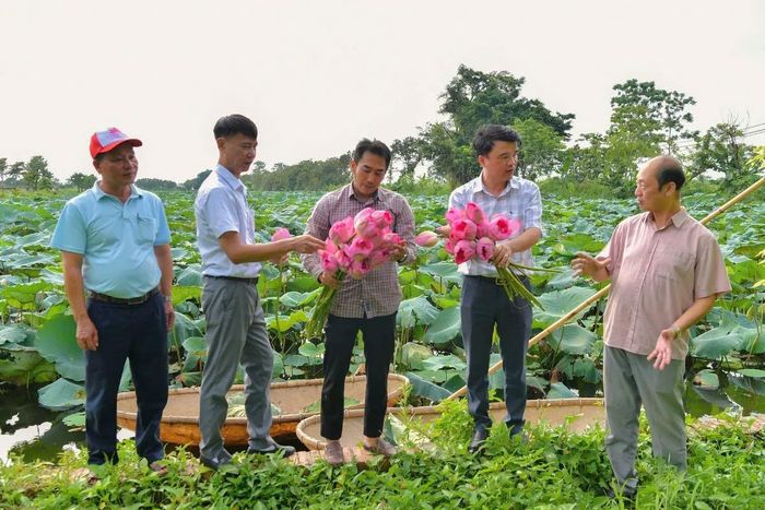 Mô hình trồng sen gắn với xây dựng thương hiệu, nhãn hiệu kết hợp với du lịch sinh thái ở xã Chuyên Mỹ cho giá trị kinh tế cao. Ảnh: PV