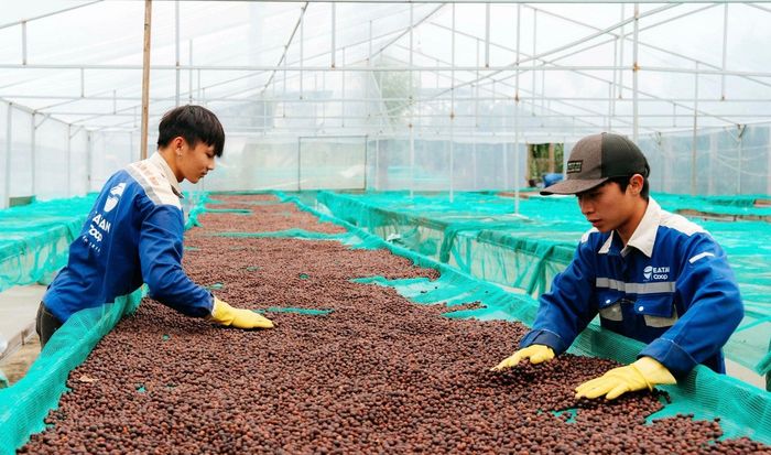 Một công đoạn chế biến cà phê tại tỉnh Đắk Lắk. Ảnh: Thanh Xuân