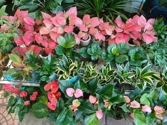 Không gian sống nên tăng cường thêm cây xanh. Ảnh HM