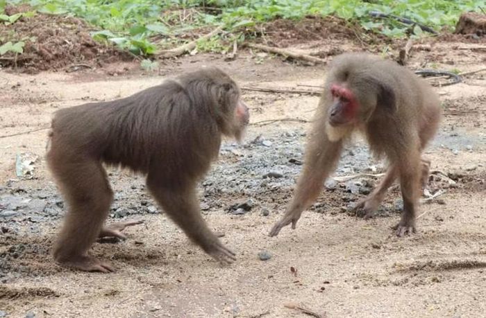 Hai cá thể khỉ ngay khi được thả đã quấn quýt bên nhau. Ảnh: Q. Dũng.