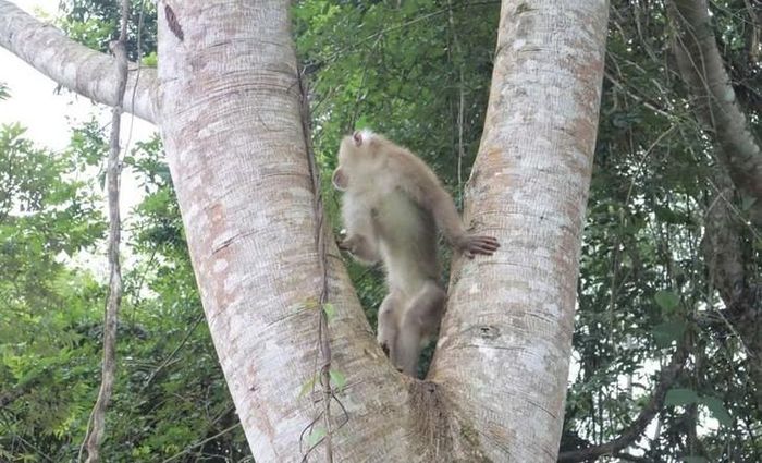 Khỉ leo lên cây rừng cao và nhanh chóng hòa nhập môi trường tự nhiên. Ảnh: Q. Dũng.