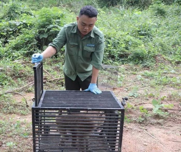 Khỉ thuộc nhóm động vật tinh khôn, khi thả đều khỏe mạnh. Ảnh: Q. Dũng.