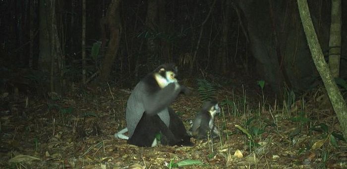 Vọoc chà vá và nhiều động vật quý khác cũng có mặt ở Khu bảo tồn thiên nhiên Hòn Bà. Ảnh: Q. Cường.