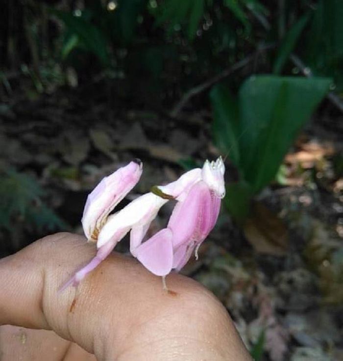 Bọ ngựa phong lan đẹp như đóa hoa, đậu trên tay người. Ảnh: Q. Cường.