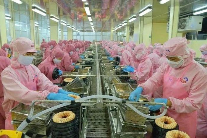Về triển vọng từng ngành hàng, tôm tiếp tục là động lực tăng trưởng chủ lực, song cũng là mặt hàng chịu áp lực cạnh tranh lớn nhất. Ảnh: HT.