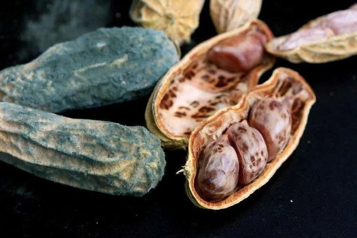  Đậu phộng bị mốc có thể nhiễm aflatoxin, độc tố do nấm mốc sản sinh và có khả năng làm tăng nguy cơ ung thư gan khi phơi nhiễm kéo dài. 