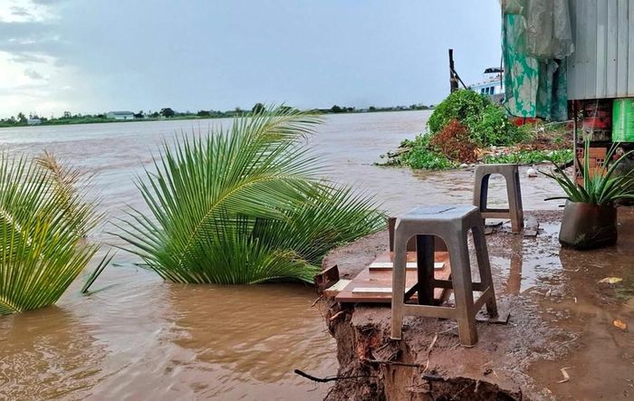 Sạt lở làm cây lớn bị kéo xuống sông