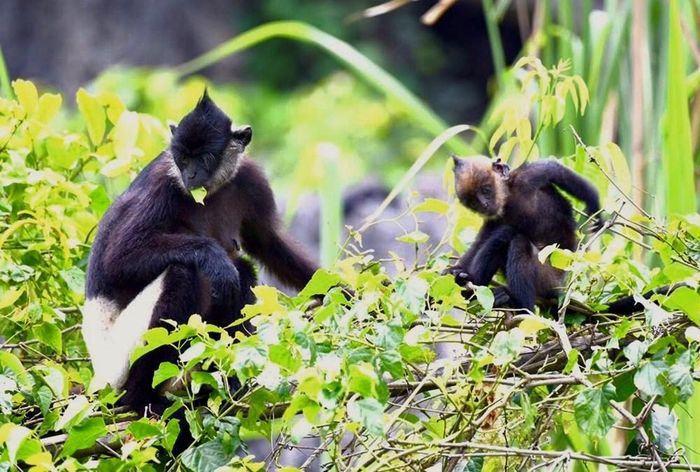 Khu bảo tồn loài – sinh cảnh Voọc mông trắng Kim Bảng có tổng diện tích 3.182ha