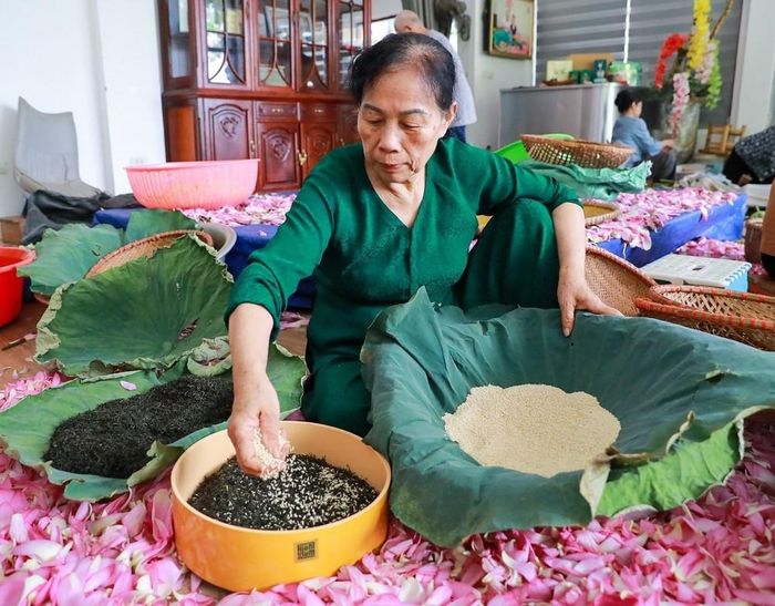 Ướp trà sen ở Quảng An, Hà Nội. Ảnh: Khánh Hoà – TTXVN
