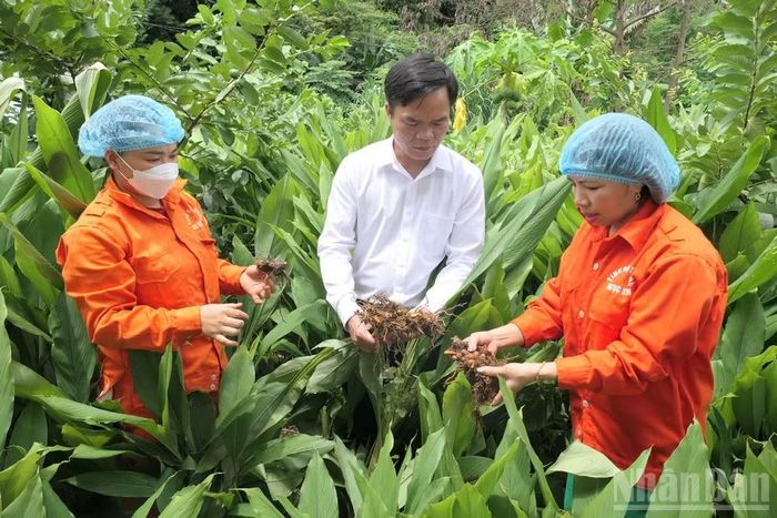 Mô hình liên kết sản xuất cây nghệ đen cho hiệu quả kinh tế cao tại xã Minh Ngọc, tỉnh Tuyên Quang. (Ảnh: KHÁNH TOÀN)
