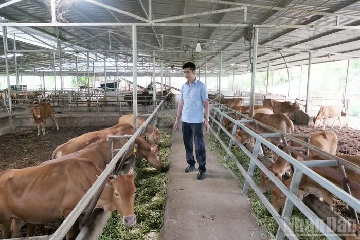 Nhiều xã vùng cao tỉnh Tuyên Quang lựa chọn phát triển chăn nuôi giống bò vàng theo hướng hàng hóa. (Ảnh: KHÁNH TOÀN)