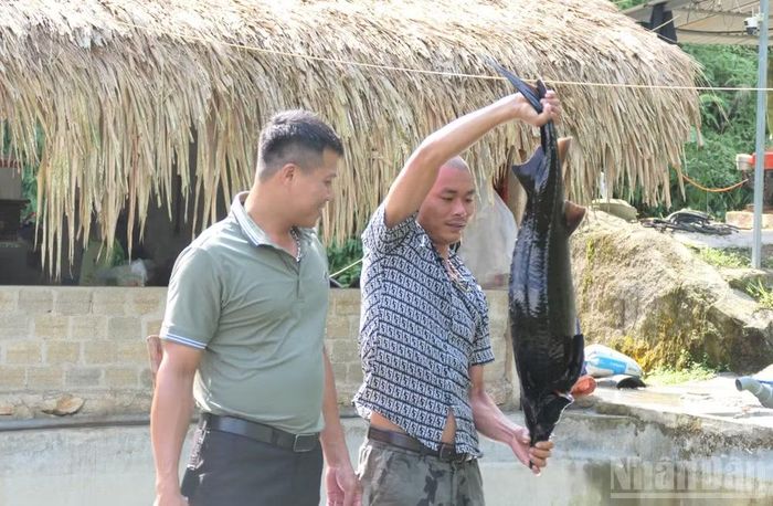 Gia đình anh Lý Văn Guyên, thôn Thác Tăng, xã Cao Bồ, tỉnh Tuyên Quang nuôi cá tầm cho hiệu quả kinh tế cao. (Ảnh: KHÁNH TOÀN)