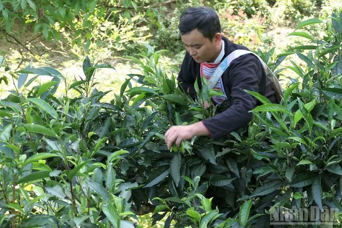  Nhiều xã vùng cao tỉnh Tuyên Quang ứng dụng khoa học kỹ thuật để nâng cao chất lượng, giá trị chè Shan tuyết cổ thụ. (Ảnh: KHÁNH TOÀN) 