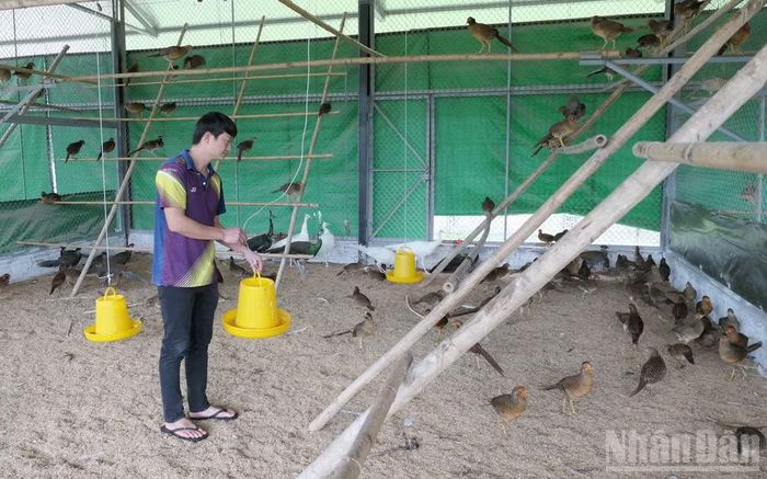 Tỉnh Tuyên Quang có 76 mô hình chăn nuôi động vật hoang dã đem lại hiệu quả kinh tế cao, đầu ra ổn định. (Ảnh: KHÁNH TOÀN)
