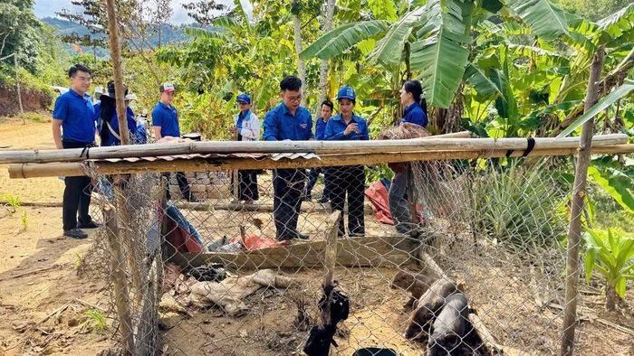 Tặng heo giống cho thanh niên phát triển kinh tế. (Ảnh: THÀNH ĐOÀN)