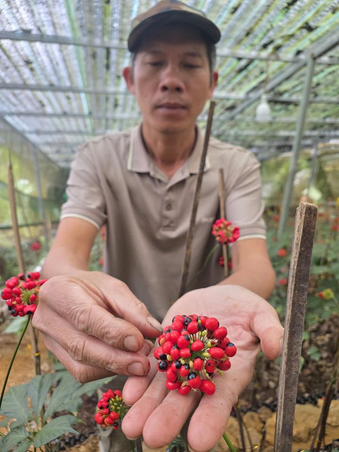  UBND TP Đà Nẵng ban hành quy chế quản lý, sử dụng chỉ dẫn địa lý "Ngọc Linh" cho sản phẩm sâm củ. Ảnh: NGUYÊN KHÔI 