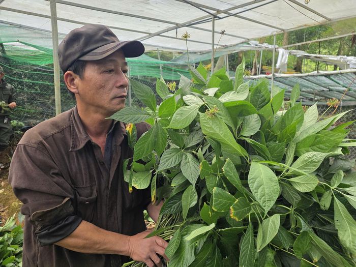  Người dân Thôn 3, xã Trà Linh, TP Đà Nẵng thu hoạch lá sâm. Ảnh: NGUYÊN KHÔI 