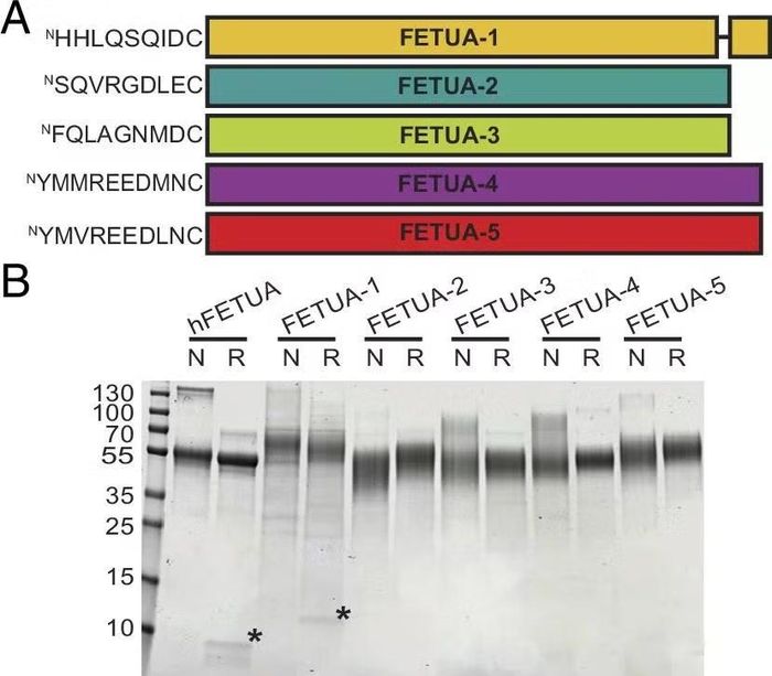 Các protein trong máu rắn được nghiên cứu, kết hợp tạo ra loại thuốc giải độc tự nhiên.