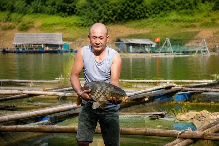 Anh Ngô Văn Chiến thu hoạch cá chép từ lồng nuôi để giao cho khách đặt mua.