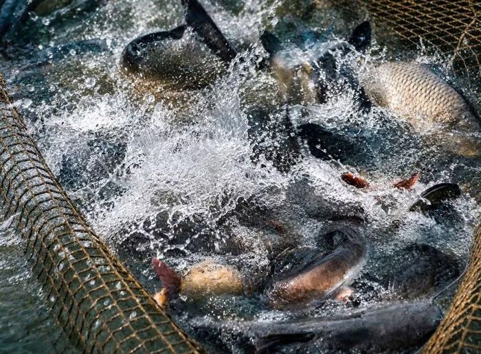 Cá lăng đen là một trong những đối tượng nuôi mang lại giá trị kinh tế cho người dân vùng lòng hồ thủy điện Trung Sơn.