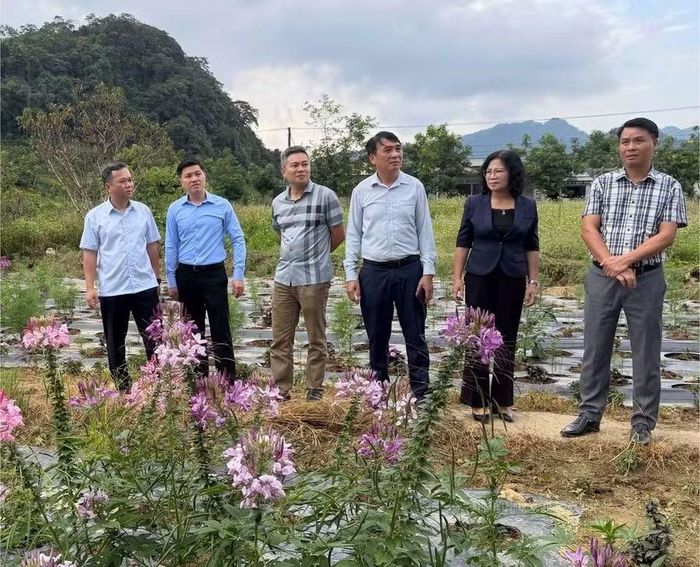 Tuyên Quang hướng tới phát triển kinh tế lâu dài cho người dân từ loài hoa quen thuộc.
