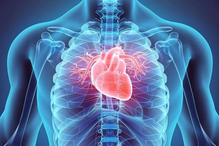Urolithin A giúp cải thiện khả năng thư giãn của mô tim người được tạo bằng kỹ thuật sinh học và làm giảm một số dấu hiệu của suy tim trong các mô hình thí nghiệm. (Nguồn: Shutterstock)