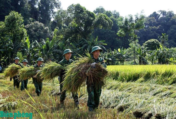Cán bộ, chiến sĩ Đồn Biên phòng Bản Giàng, Bộ đội Biên phòng tỉnh Hà Tĩnh giúp bà con dân tộc Chứt (xã Hương Xuân, tỉnh Hà Tĩnh) thu hoạch lúa. Ảnh: Minh Toàn