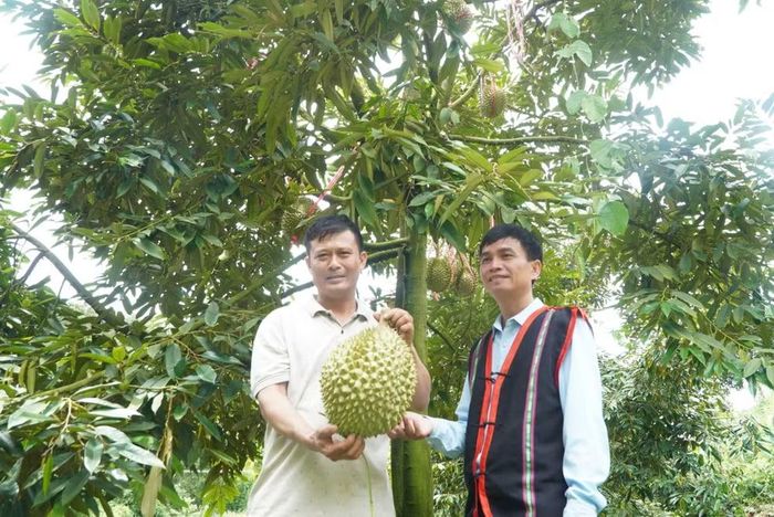 Ngoài danh hiệu "Nông dân Việt Nam xuất sắc", ông Quỳnh còn được gọi là "Vua sầu riêng" (ảnh V.T)