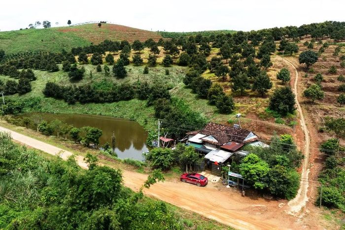 Ông Quỳnh là người tiên phong đưa giống sầu riêng này bén rễ trên vùng đất mà trước đây ít ai nghĩ có thể trồng được (ảnh V.T)
