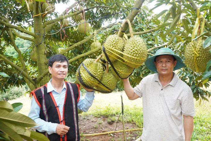 “Đánh cược” gia sản với cây sầu riêng, ông Quỳnh (áo trắng) đã hái quả ngọt (ảnh V.T)