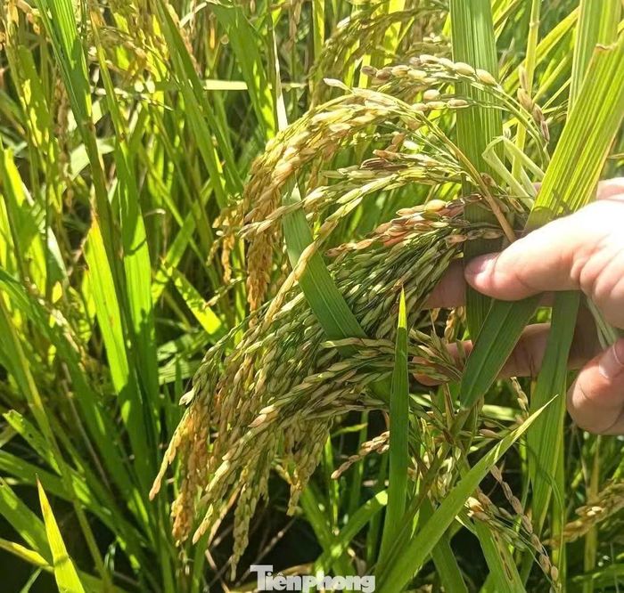 Tại xã Bình Minh, có tới 2/3 diện tích trong tổng số 800ha lúa hè thu bị lép hạt.