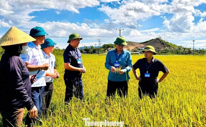 Lãnh đạo xã Văn Kiều kiểm tra các cánh đồng lúa lép hạt.