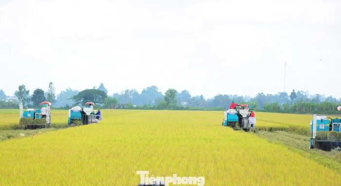 Cánh đồng lúa mô hình Đề án 1 triệu ha.
