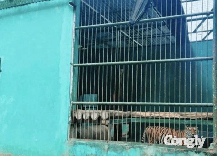 Khu nuôi thú lớn được bố trí dành cho 7 cá thể Hổ Đông Dương. Ảnh: Vườn Quốc gia Phong Nha - Kẻ Bàng.