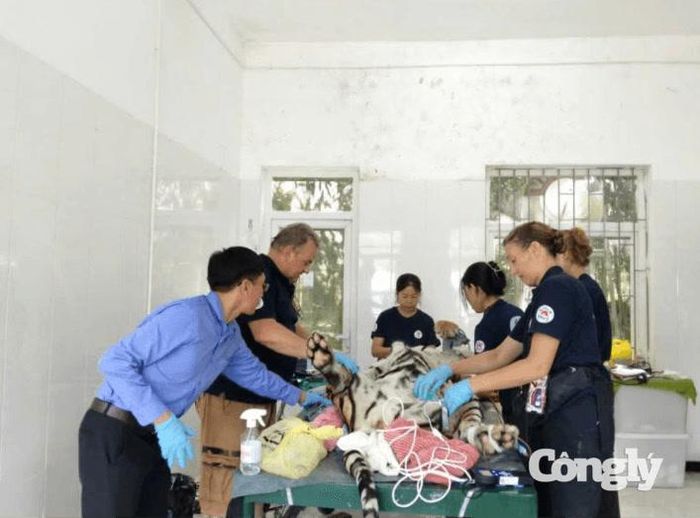 Vườn Quốc gia Phong Nha - Kẻ Bàng phối hợp với Trung tâm bảo tồn động vật hoang dã Nước Việt (FOUR PAWS Viet) và Trung tâm Bảo tồn Thiên nhiên và Phát triển (CCD) kiểm tra sức khỏe định kỳ cho Hổ Đông Dương. (Ảnh: Vườn Quốc gia Phong Nha - Kẻ Bàng).