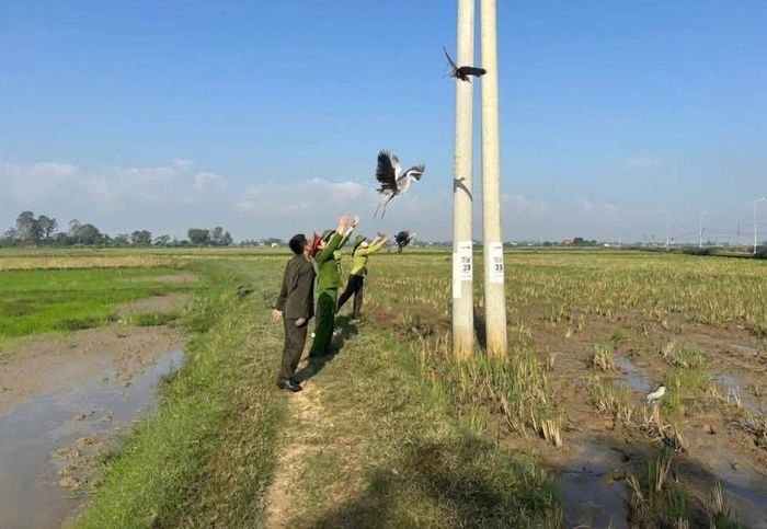 Thả chim bị đánh bẫy về với môi trường tự nhiên