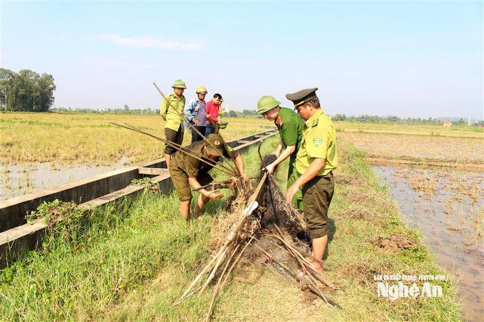 Xã Quỳnh Anh tổ chức thu gom, tháo dỡ các vật dụng bẫy chim. Ảnh: P.V