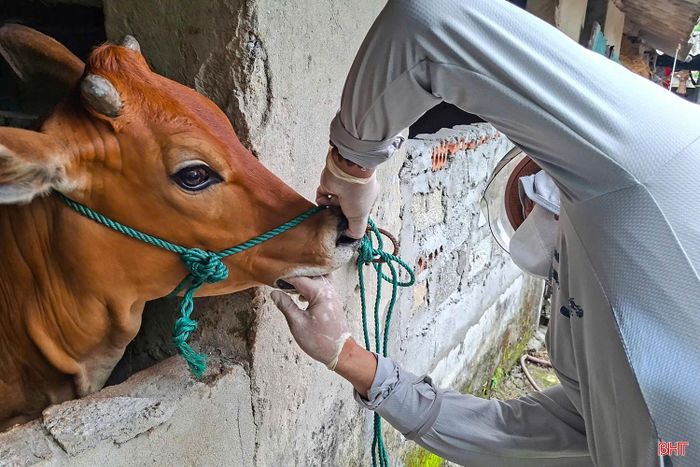 Cán bộ chuyên môn lấy mẫu xét nghiệm bệnh LMLM trên đàn bò.