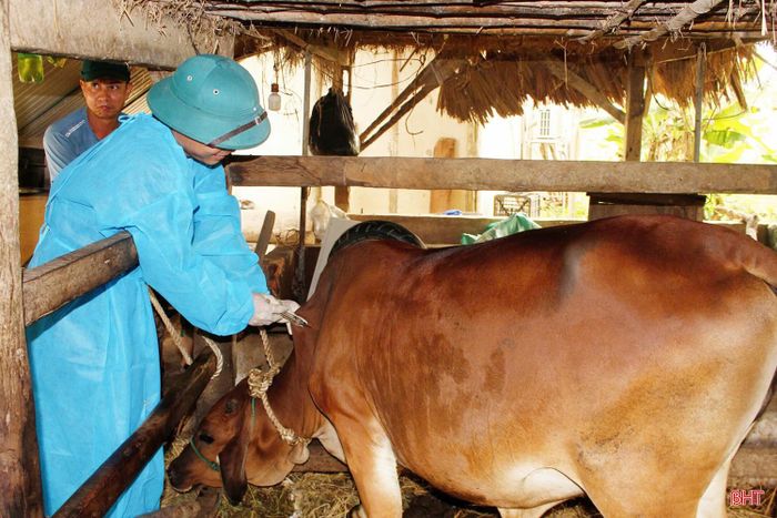Các địa phương cần tập trung triển khai tiêm phòng gia súc, gia cầm đợt 2, bảo đảm đúng tiến độ, đủ tỷ lệ và chất lượng.